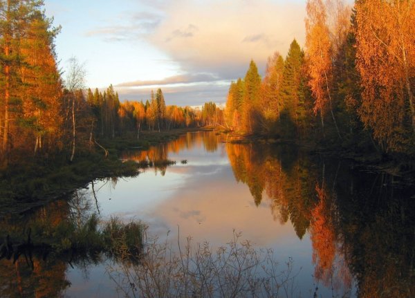 Вятка лес Нагорск