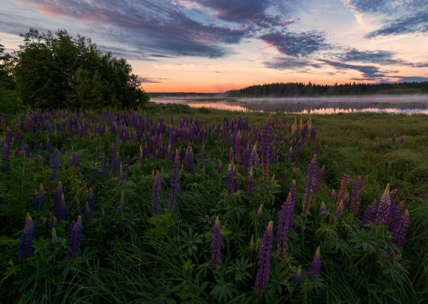 Люпиновое поле Кировская область
