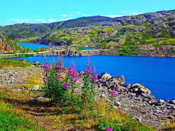 Мурманская область Кольский полуостров лето