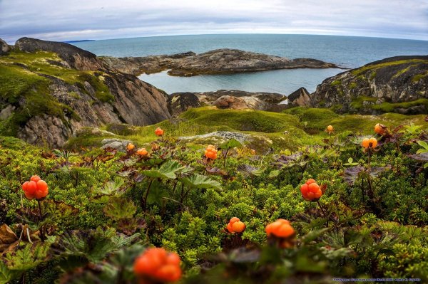 Кольский полуостров лето Морошка