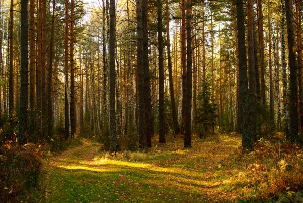 Тюмень Тобольская природа