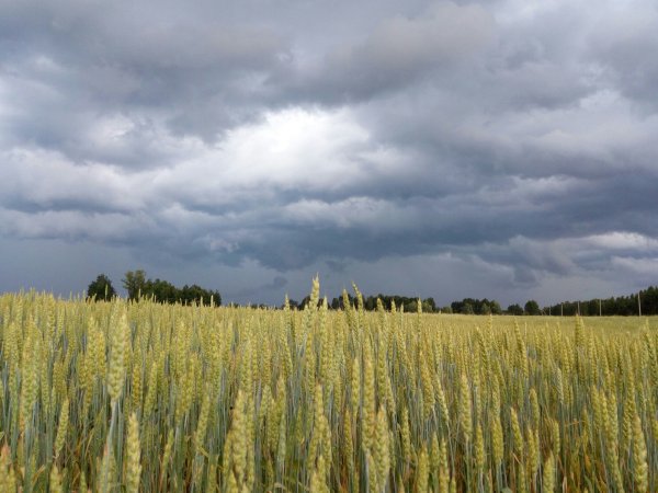 Кауштинское болото Ленинградская область