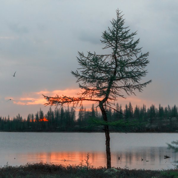 Природа Тюменской области