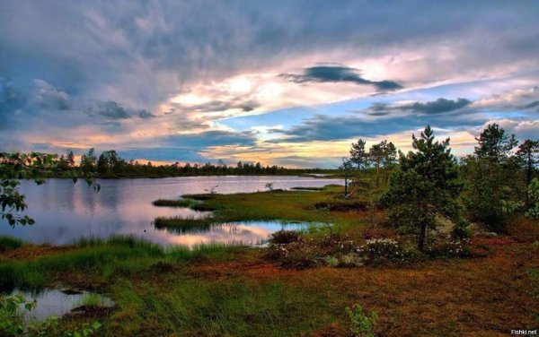 Хвойный лес Тюмень