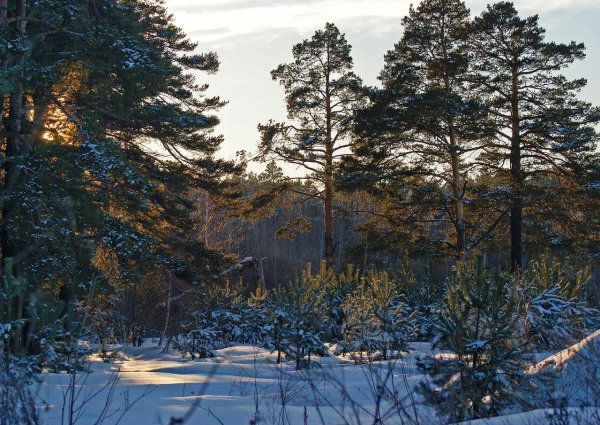 Природа Омской области Калачинского района