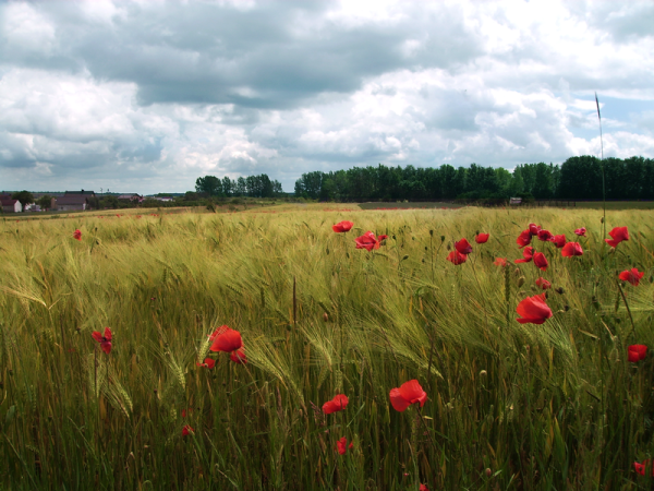 Пейзаж необработанный