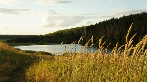 Опушка леса Татарстан