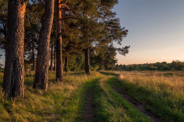 Вятские леса Кировская область