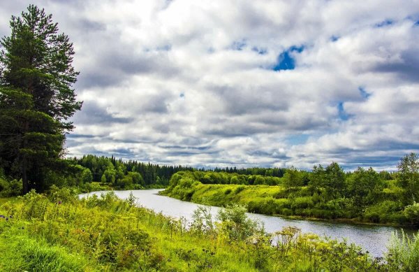 Вятский лес Киров