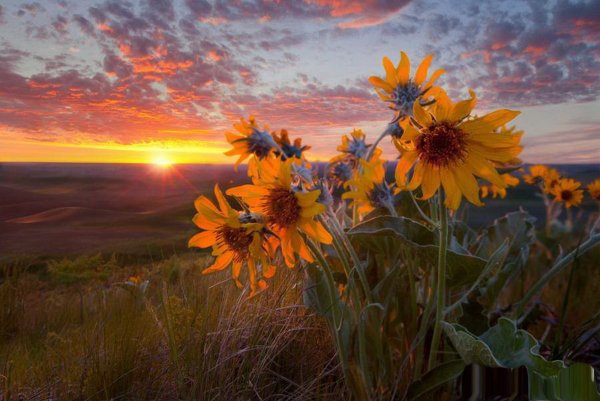 Август природа