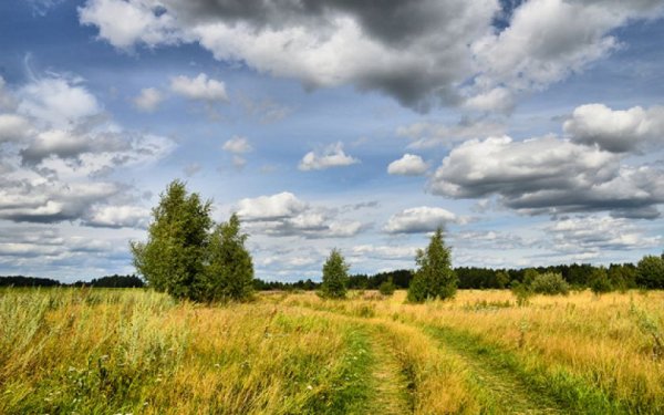 Август пейзаж