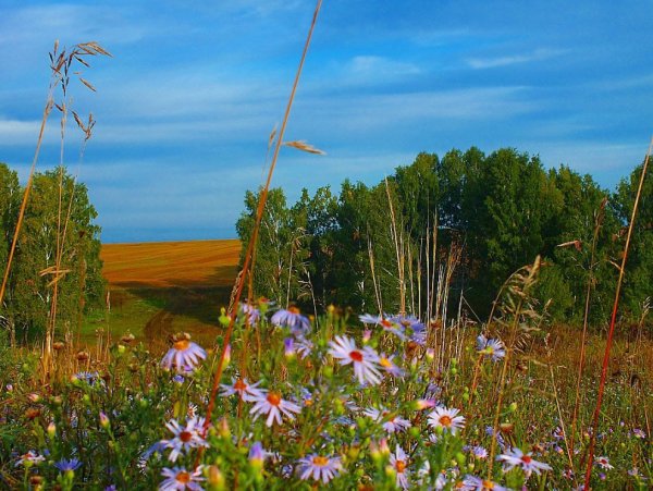 Августовский пейзаж