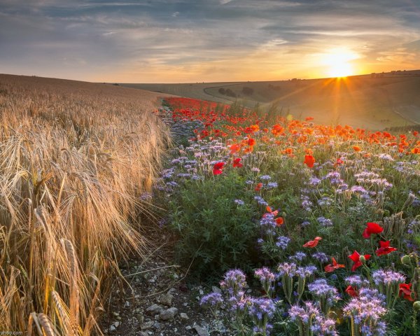 Август пейзаж