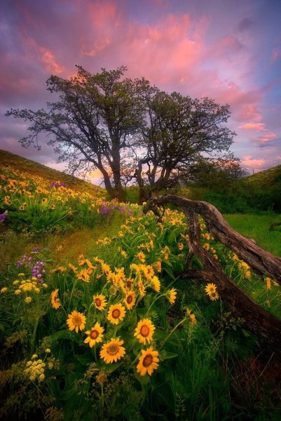 Август пейзаж