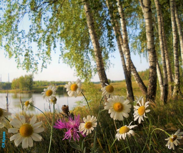 Август пейзаж