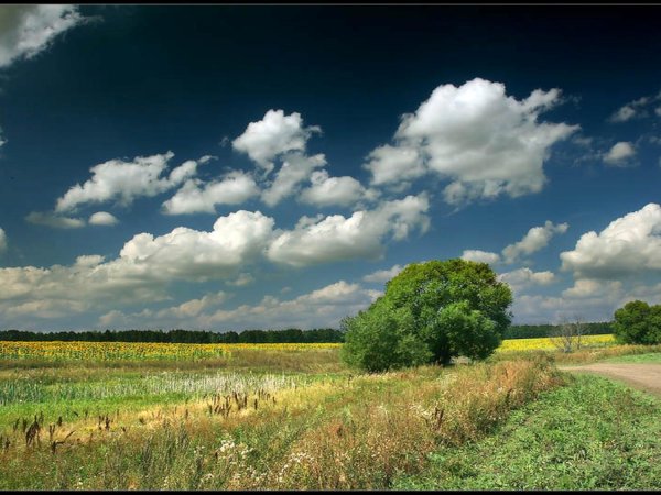 Пейзаж фото лето
