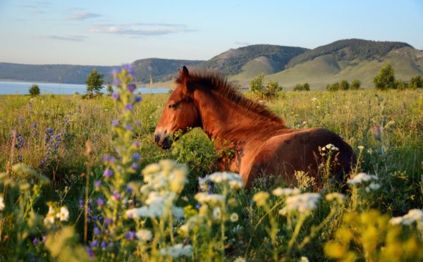 Национальный парк Башкирия растения