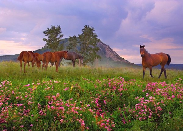 Урал Башкирия лошади
