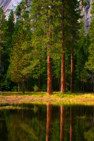 Природа вертикальные