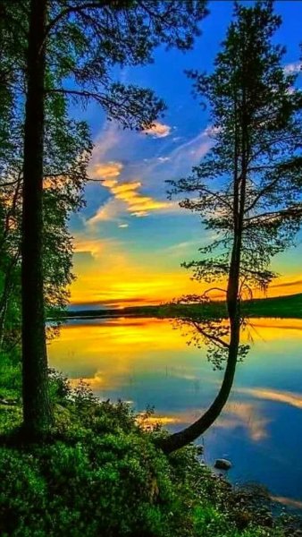 Природа вертикальные