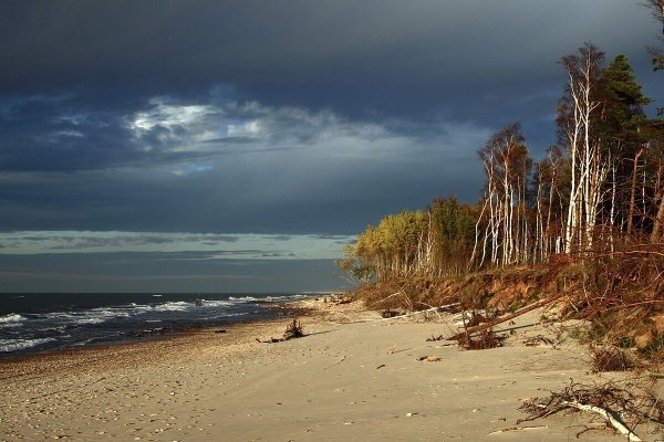 Балтийское море сосны дюны