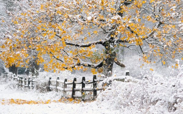 Первый снег