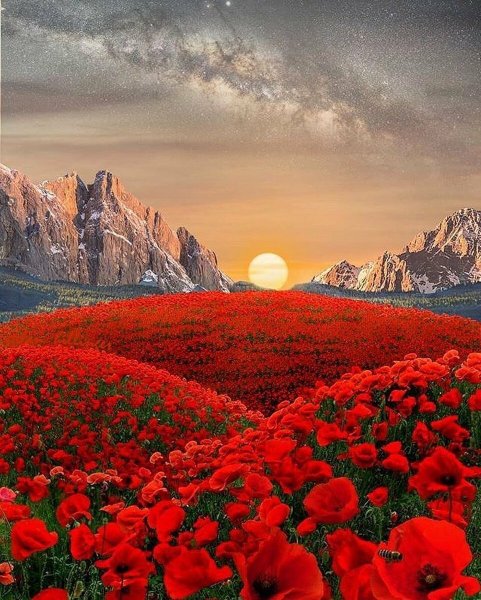 Живые цветы в природе