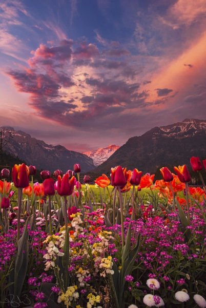 Летняя природа