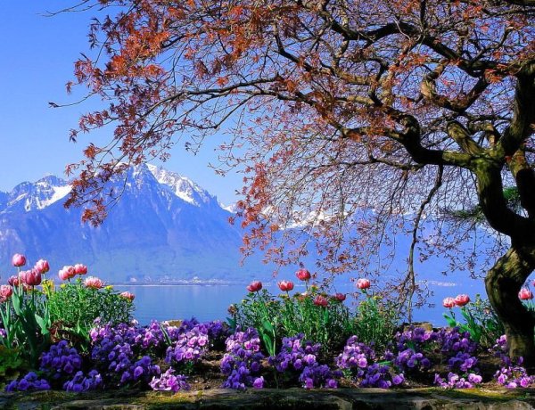 Глициния китайская