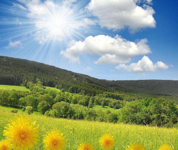 Кояшское озеро тюльпаны