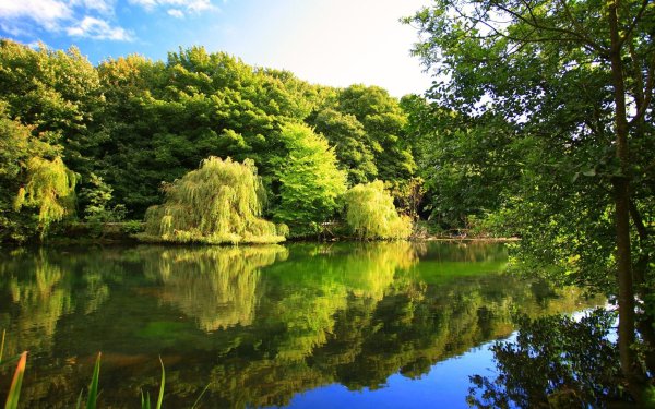 Дерево у реки