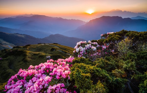 Цветы в горах Геленджика