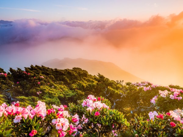 Нежный пейзаж