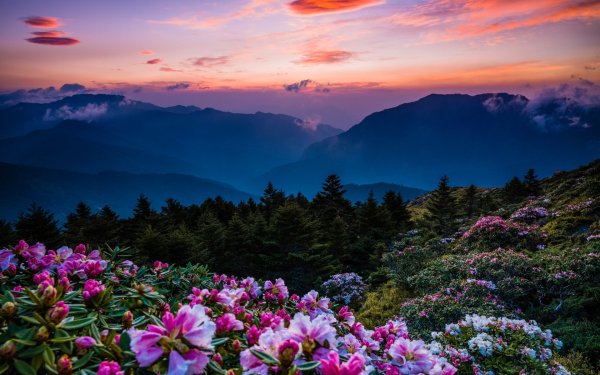 Красивые цветы на фоне гор