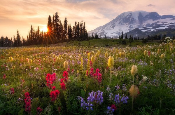 Цветы в горах