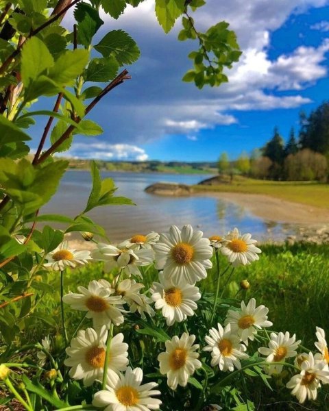 Летнее утро на реке