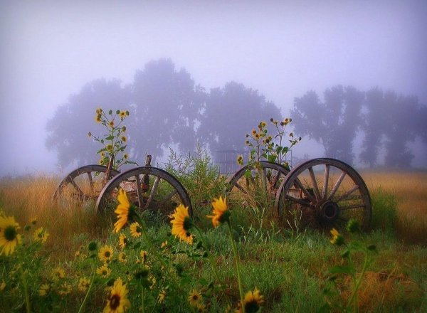 Речной пейзаж