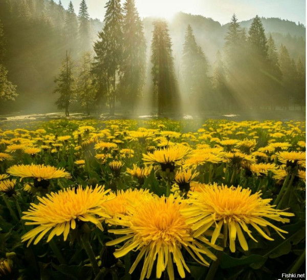 Доброе солнечное утро