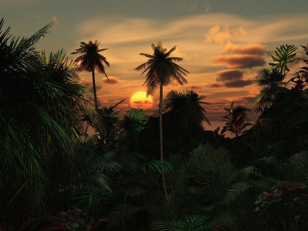 Пальмы на закате