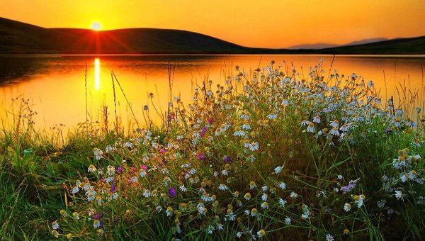 Красивые пейзажи с ромашками