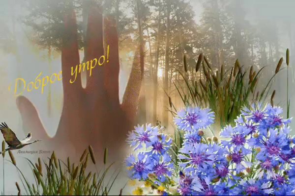 Ромашки на лугу с рекой