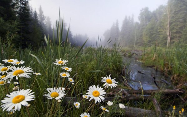 Цветы и солнце