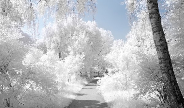 Зимний пейзаж белый