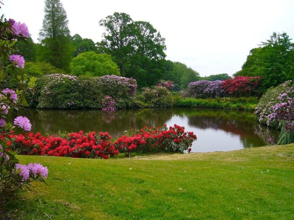 Штат Южная Каролина природа дубовая аллея