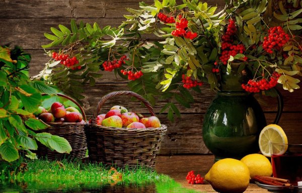 Фрукты рябина