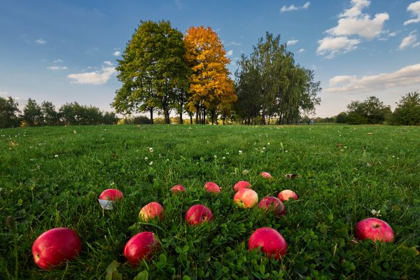 Яблочный сад природа