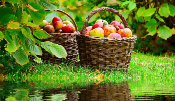 Август природа