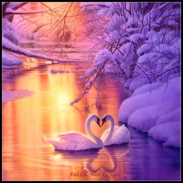 Лебеди зимой