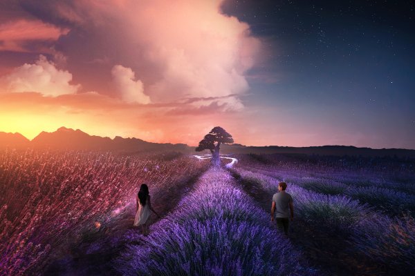 Лавандовое поле