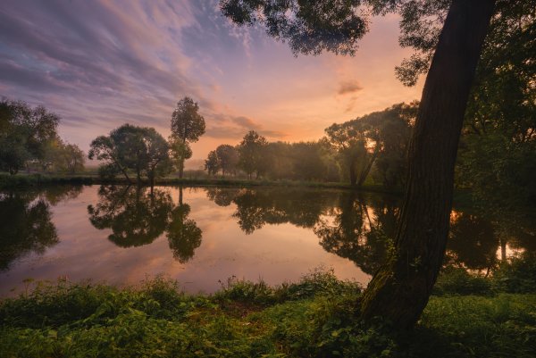 Природа Подмосковья летом